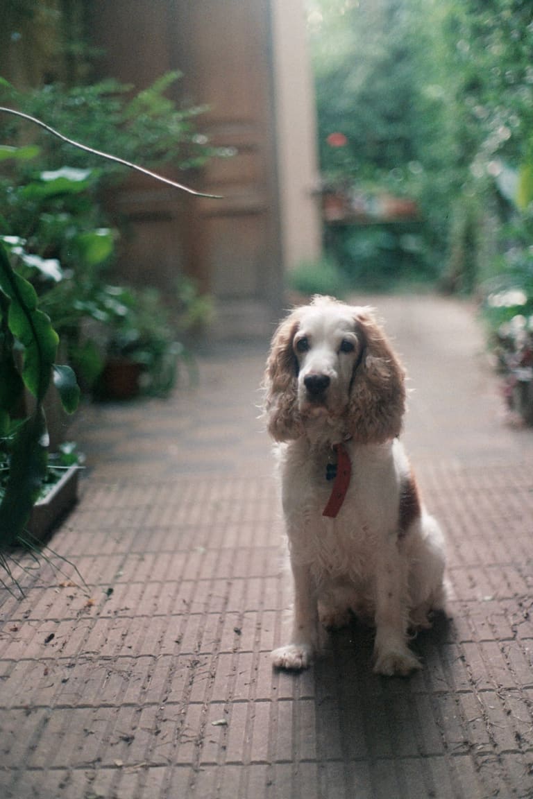 Balu- Pentax ME — fotografía de Nira Bokler